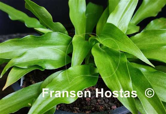 Hosta Gosan Leather Strap